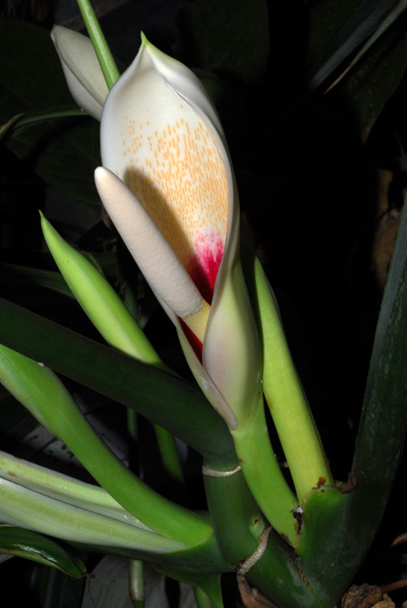 Philodendron tripartitum