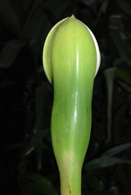 Philodendron tripartitum