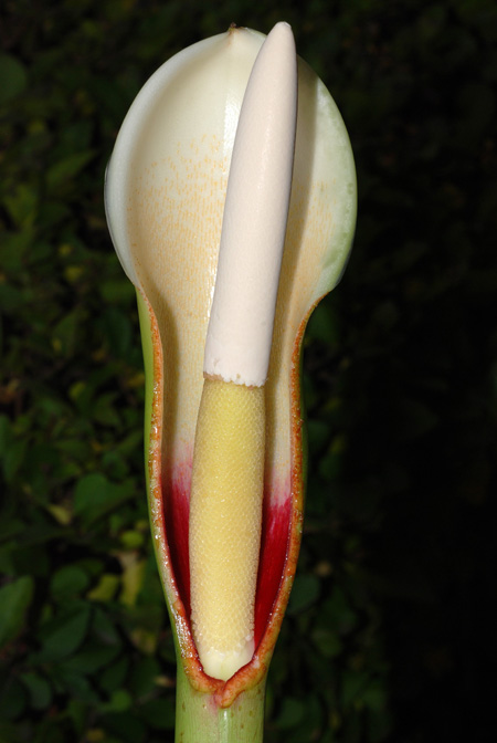 Philodendron tripartitum