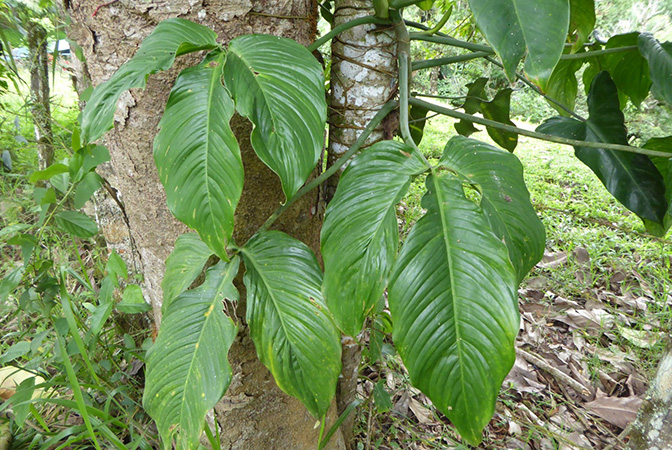 Philodendron tripartitum