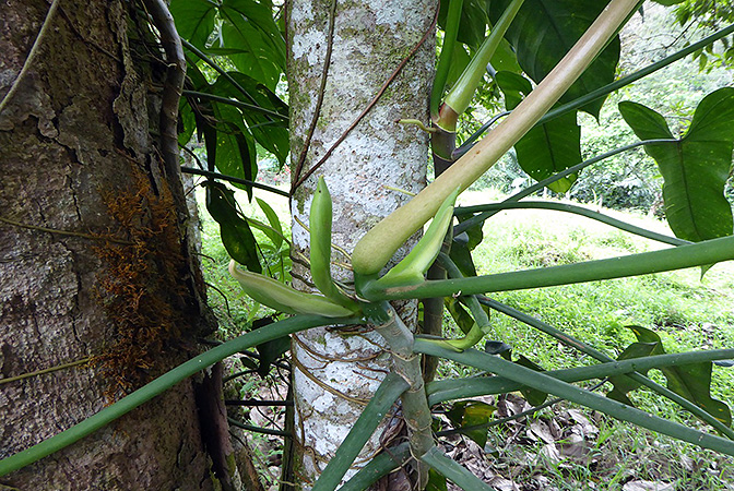 Philodendron tripartitum