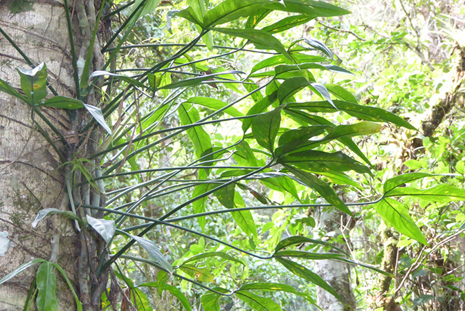 Philodendron tripartitum