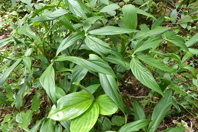 Philodendron tripartitum