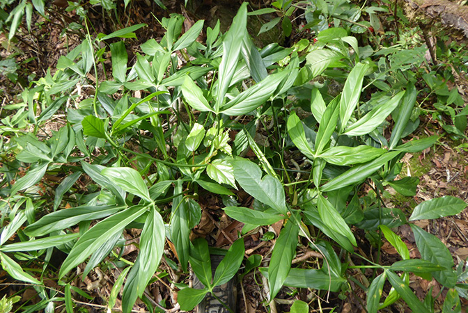 Philodendron tripartitum