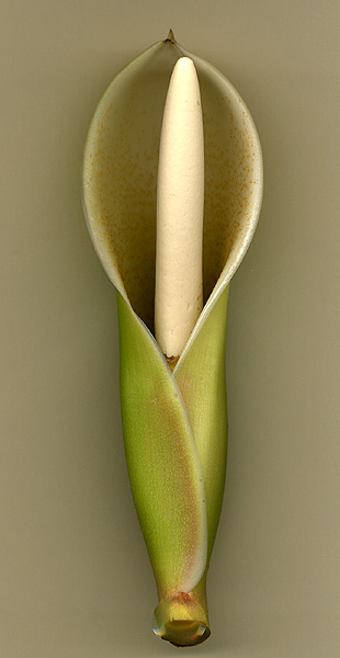 Philodendron tripartitum
