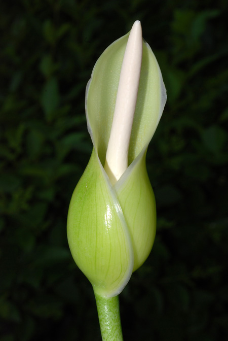 Philodendron uleanum