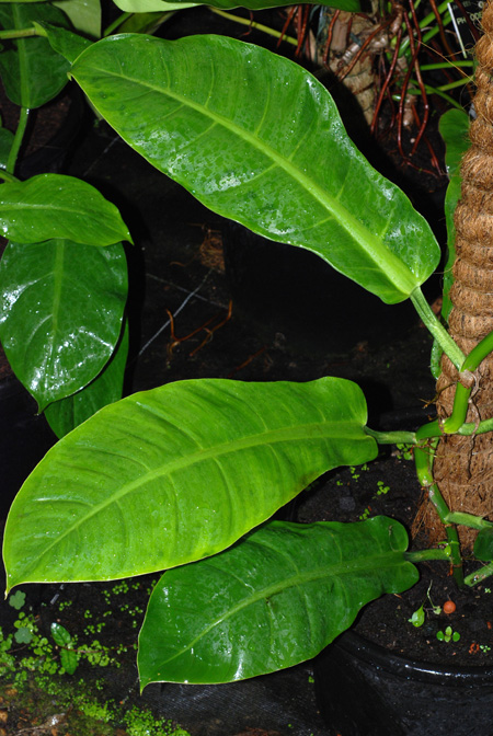 Philodendron uleanum
