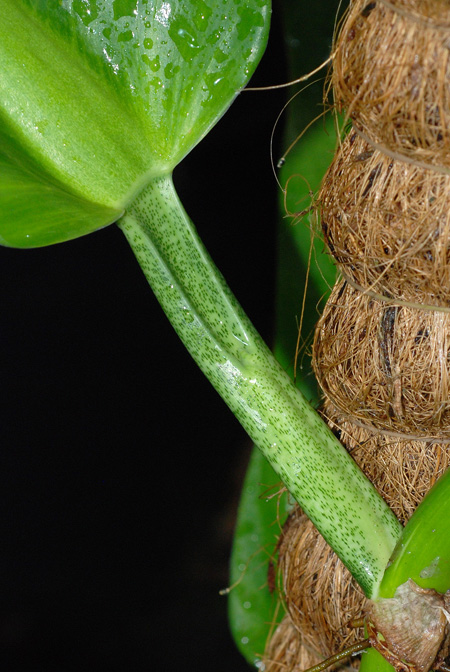 Philodendron uleanum