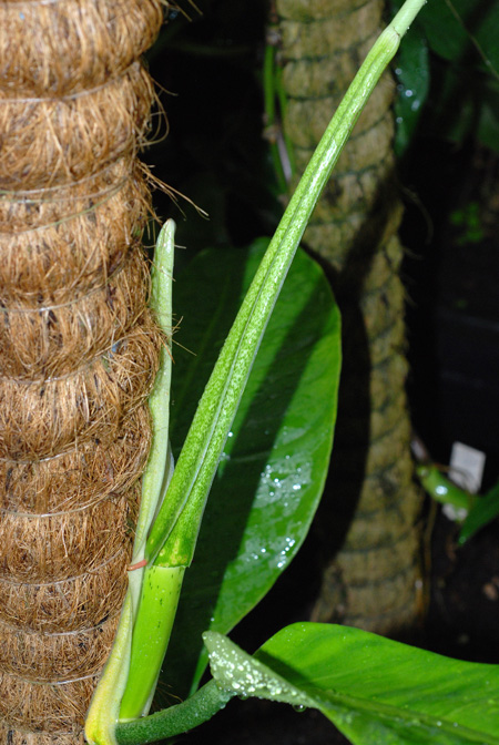 Philodendron uleanum