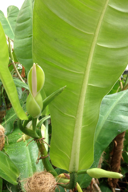 Philodendron uleanum