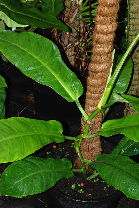 Philodendron uleanum