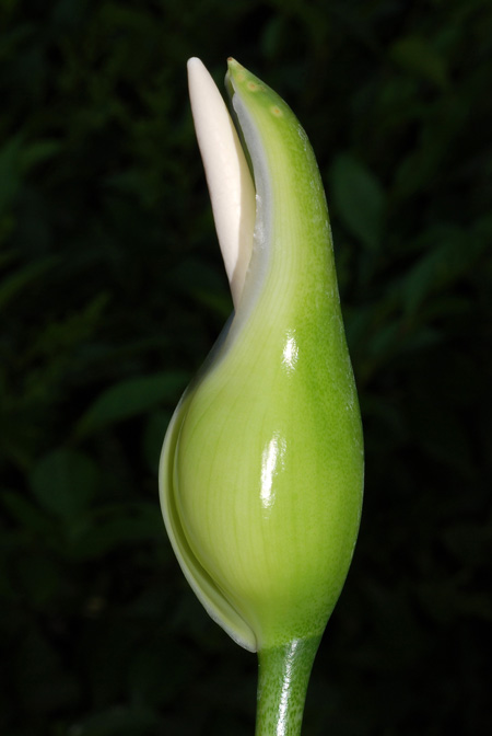 Philodendron uleanum