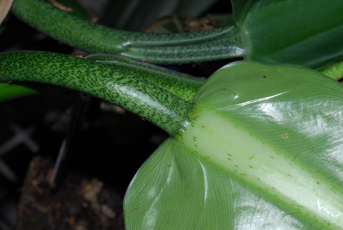 Philodendron uleanum