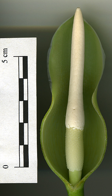 Philodendron uleanum