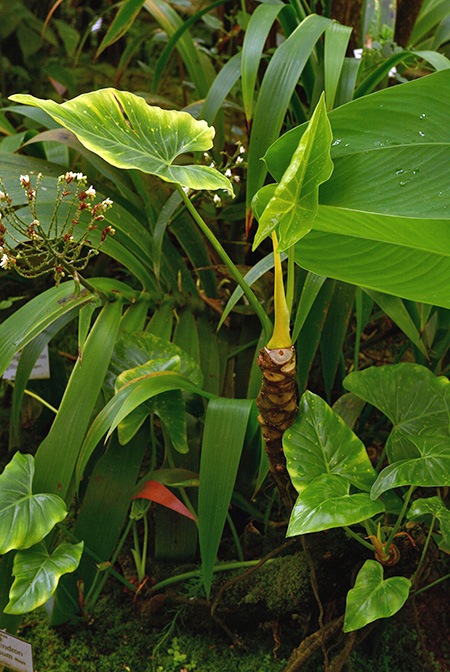Philodendron uliginosum
