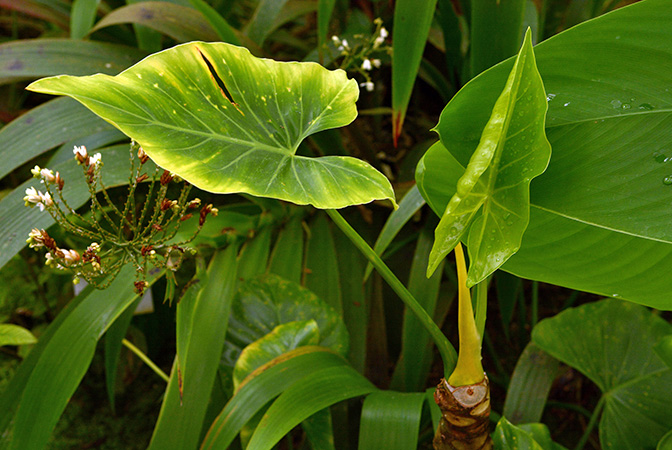 Philodendron uliginosum