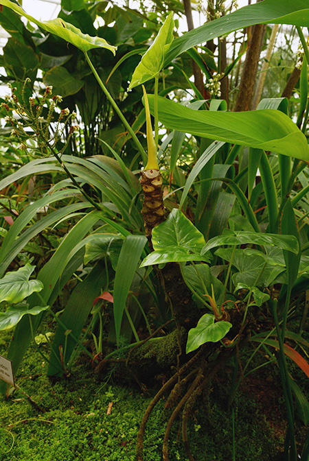 Philodendron uliginosum