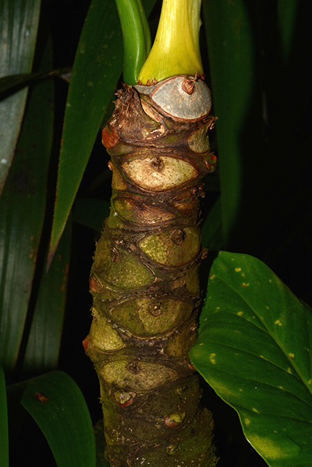 Philodendron uliginosum
