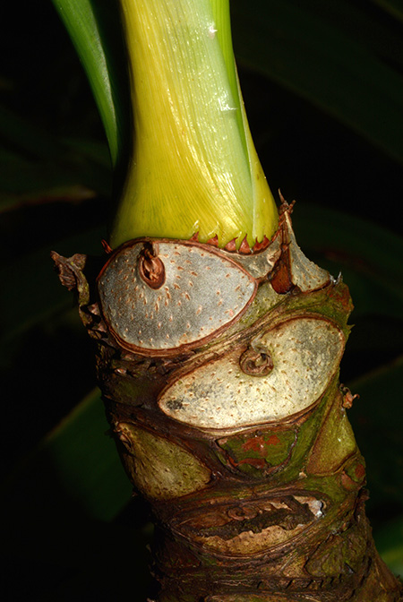 Philodendron uliginosum