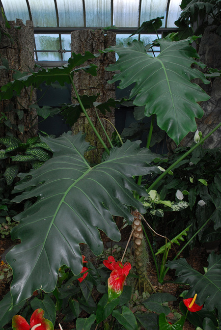 Philodendron undulatum