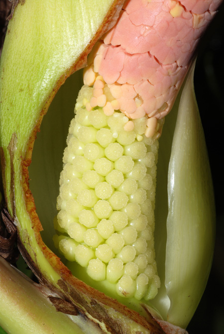 Philodendron ushanum