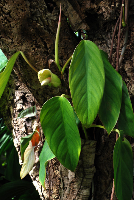 Philodendron ushanum