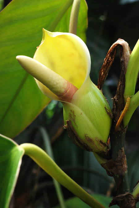 Philodendron ushanum