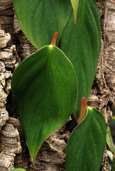 Philodendron ushanum