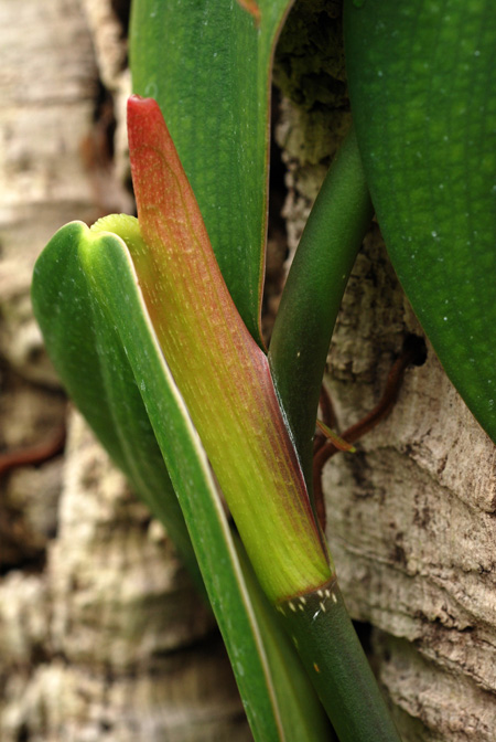 Philodendron ushanum