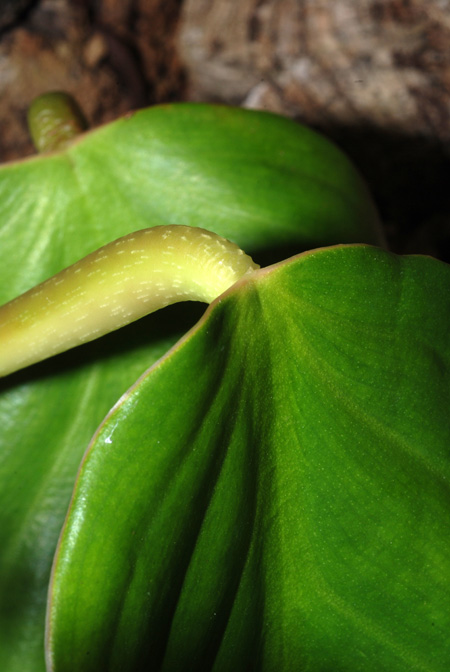 Philodendron ushanum