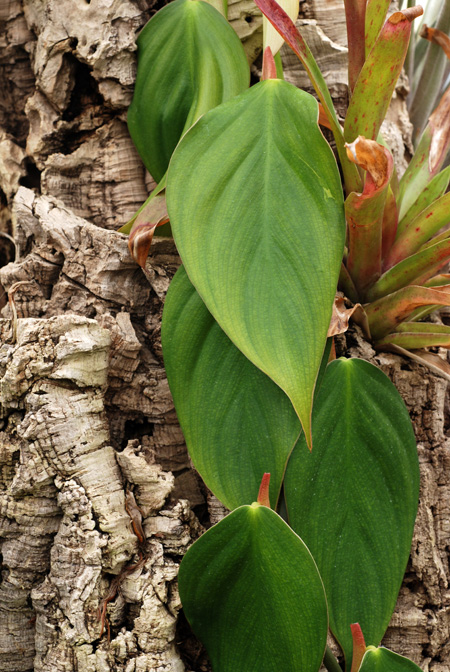 Philodendron ushanum