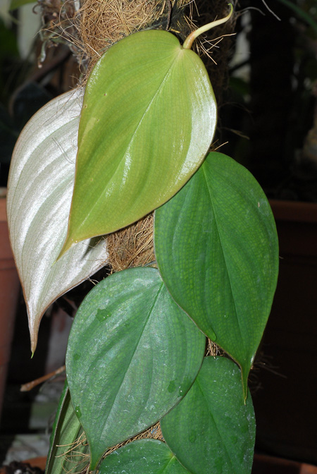 Philodendron ushanum