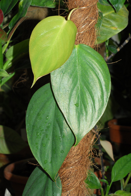 Philodendron ushanum