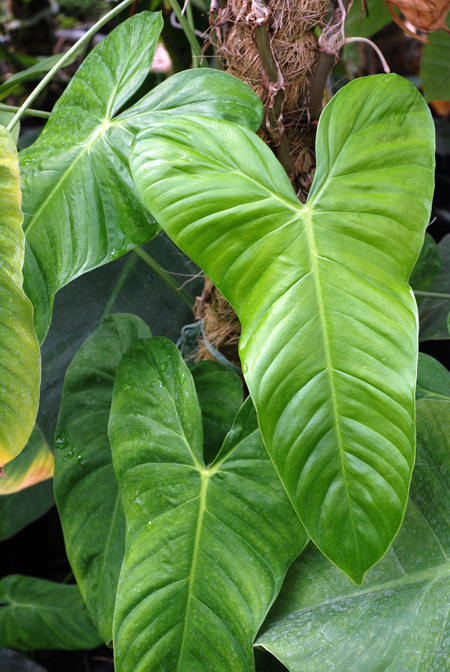 Philodendron ventricosum