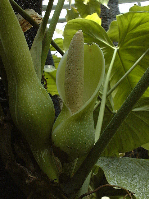 Philodendron ventricosum
