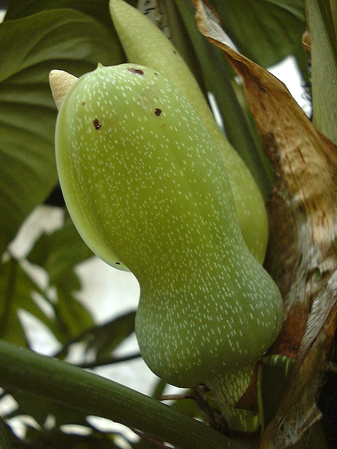 Philodendron ventricosum