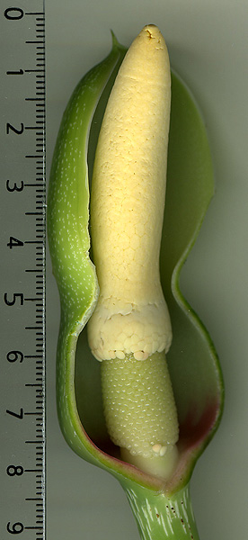 Philodendron ventricosum