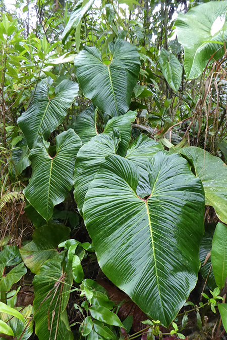 Philodendron verrucapetiolum