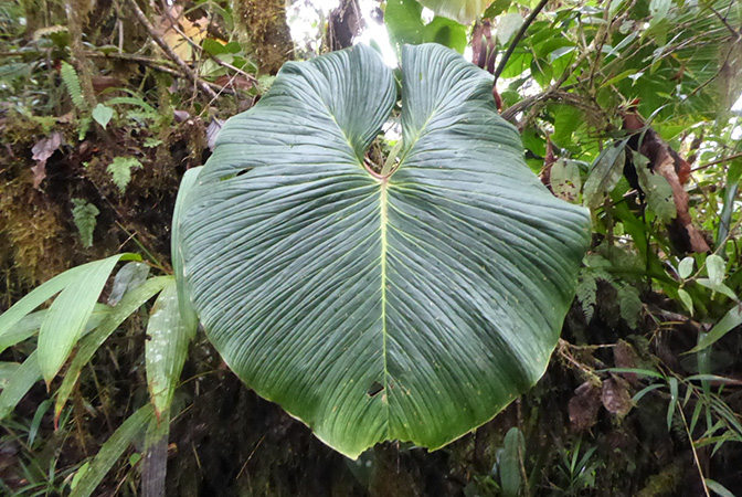 Philodendron verrucapetiolum
