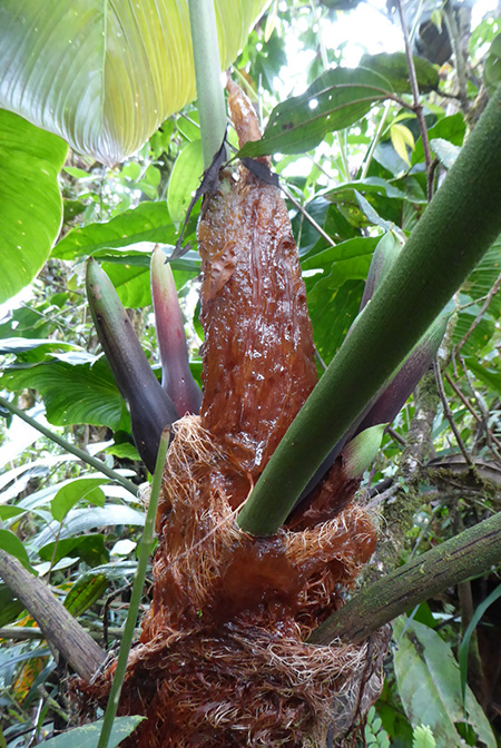 Philodendron verrucapetiolum