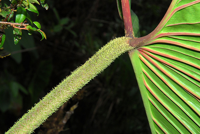 Philodendron verrucapetiolum