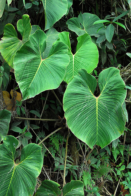 Philodendron verrucapetiolum
