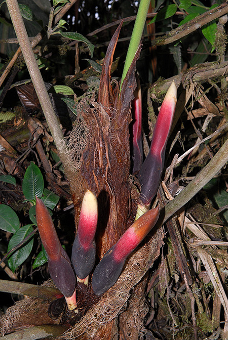 Philodendron verrucapetiolum