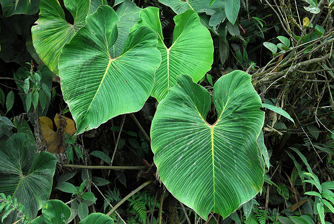 Philodendron verrucapetiolum