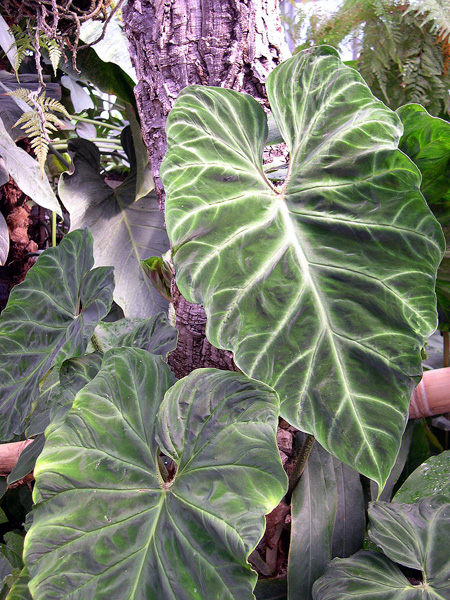 Philodendron verrucosum