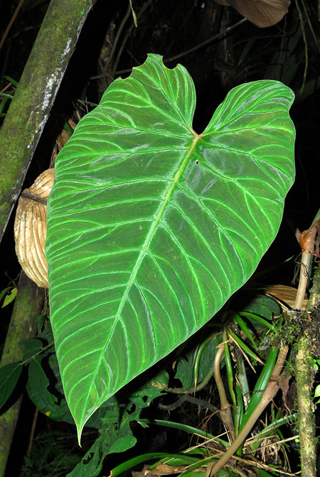 Philodendron verrucosum