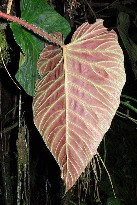 Philodendron verrucosum