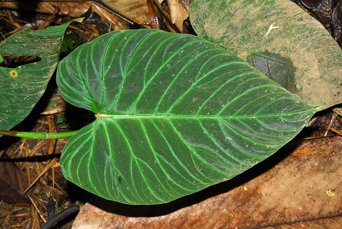 Philodendron verrucosum