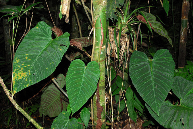 Philodendron verrucosum