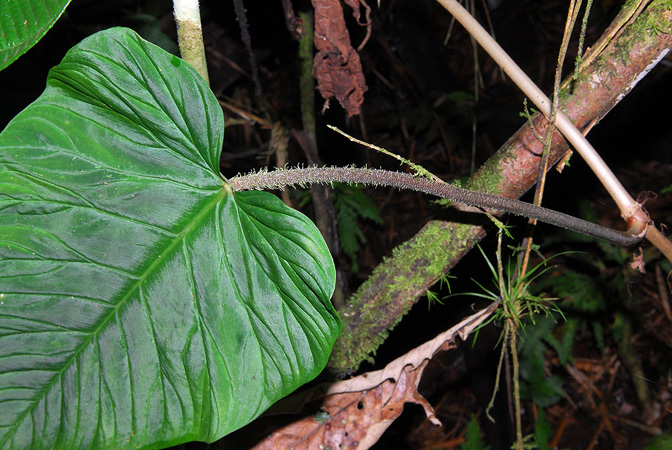 Philodendron verrucosum